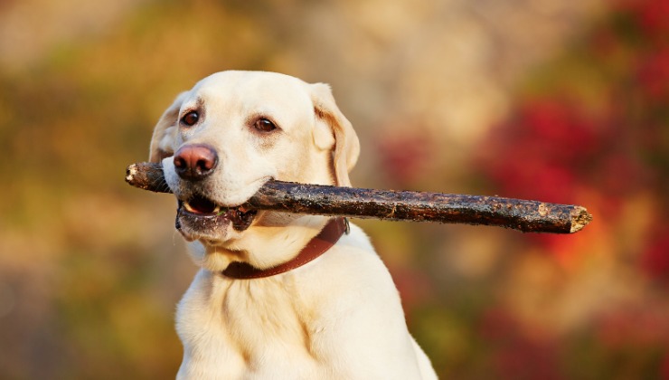 Cane rosicchia i legnetti: ecco che rischi corre