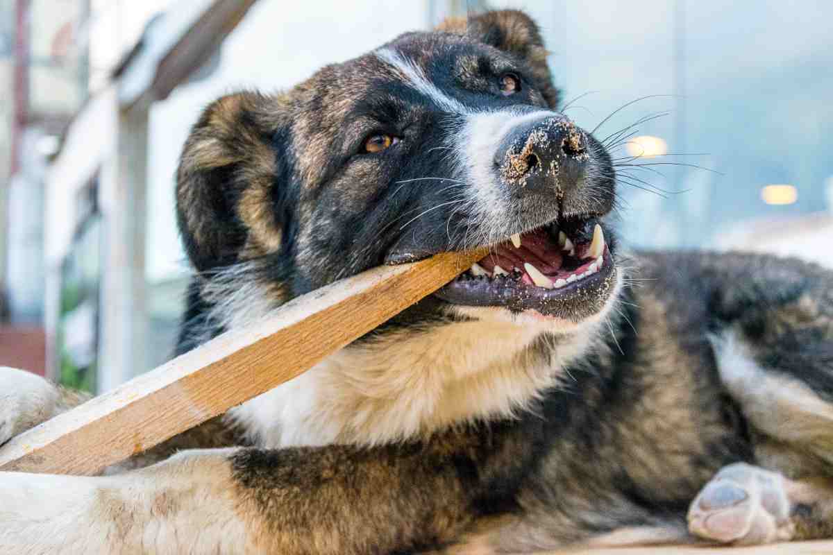 Cane che rosicchia legnetti: cosa rischia