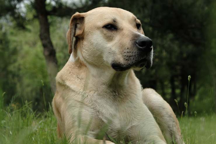 Cani sudano come difendere caldo