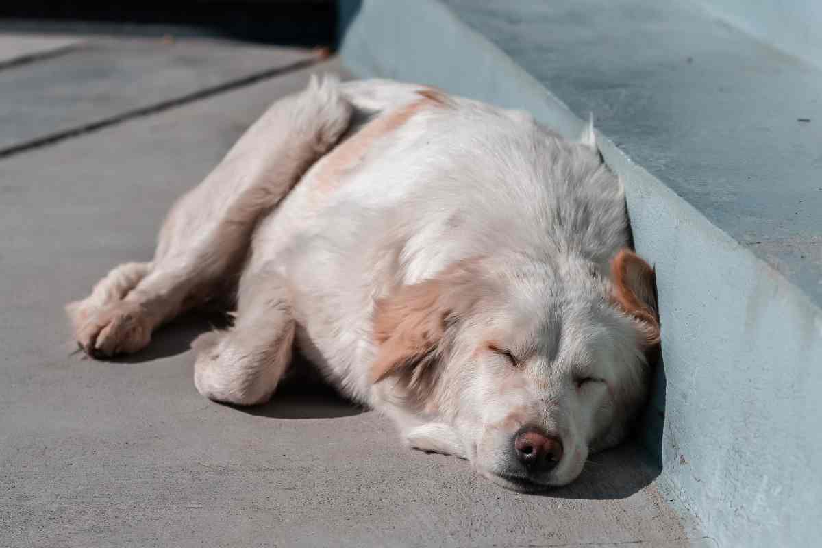 Cani sudano come difendere caldo