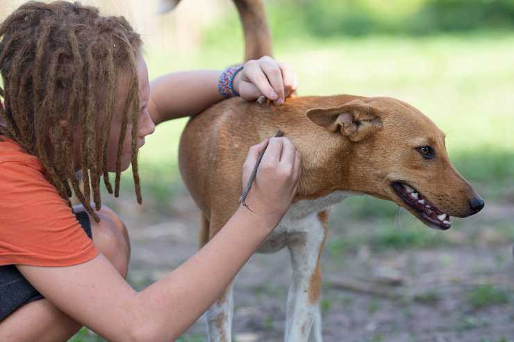 Forasacchi cani pericolo