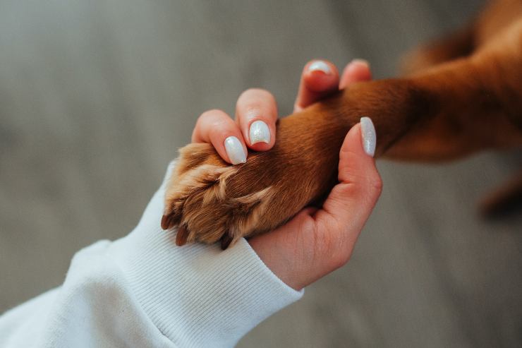 Cassazione animali domestici