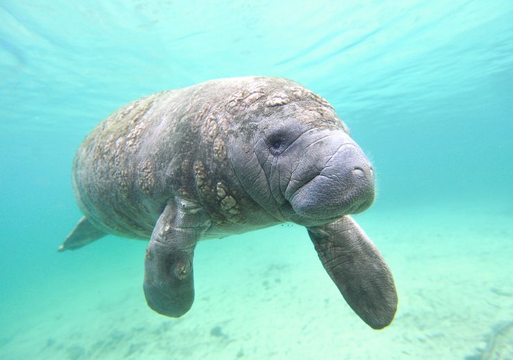 Clima, animali a rischio 