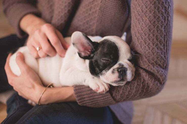 Cucciolo di cane