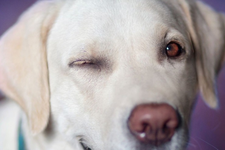 Detergere occhio del cane