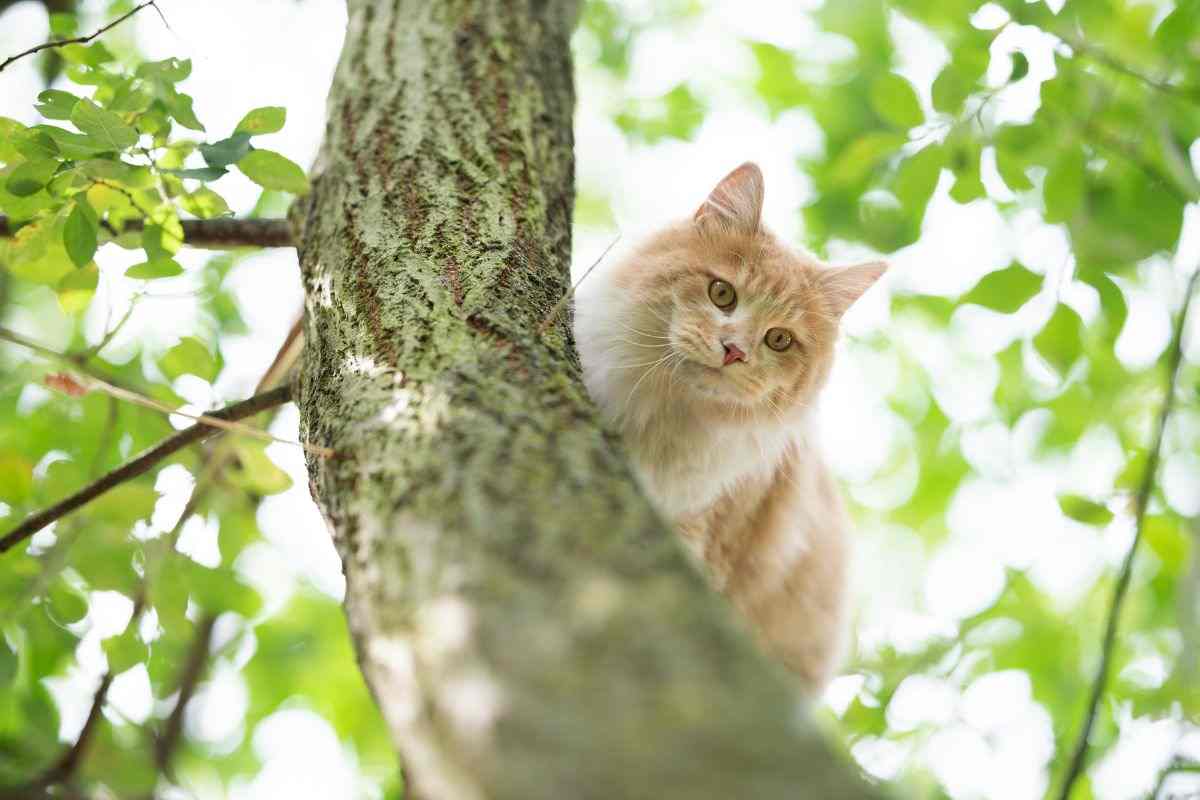 I gatti si arrampicano sugli alberi ma non sanno scendere-perché?