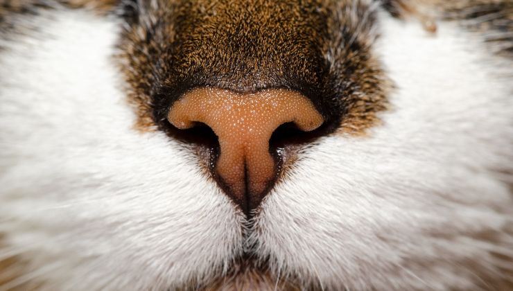 Come deve essere il naso del gatto perché sia in buona salute