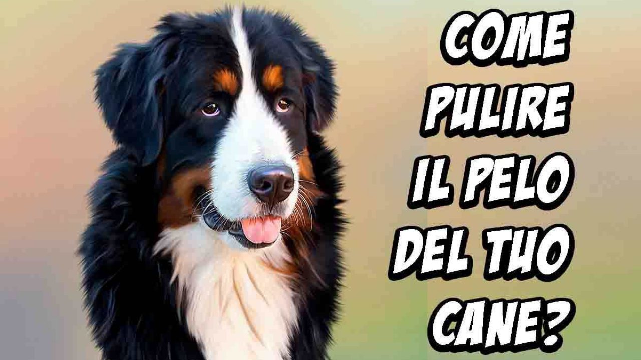 Perché il cane non dovrebbe essere lavato (ma spazzolato sì)