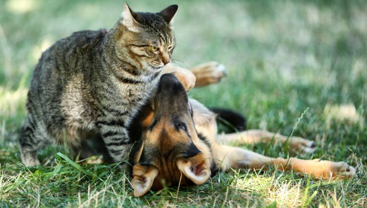 Cani e gatti al sole: precauzioni per evitare rischi 