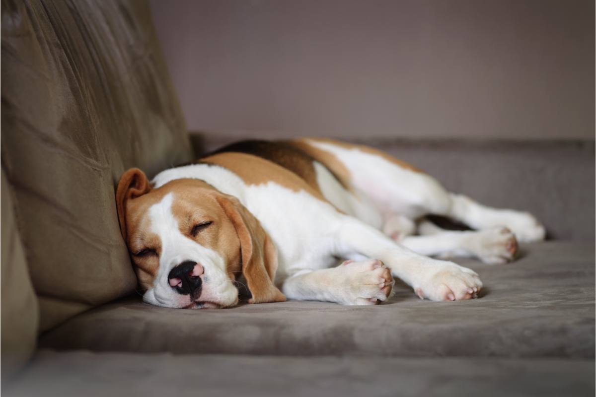 Cane che dorme sempre: che cosa significa