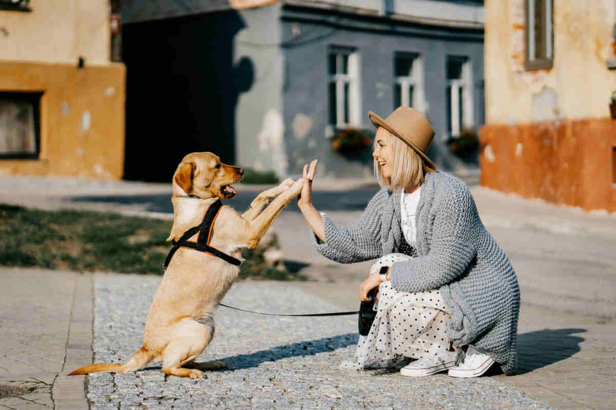 Cani in cerca di una famiglia