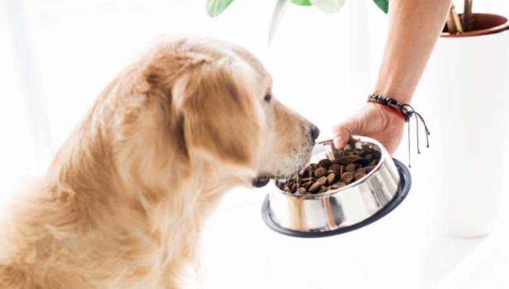 Cosa dare da mangiare al proprio cane