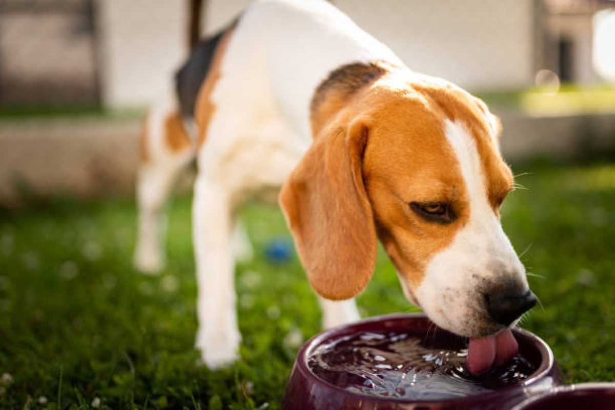 Cosa fare se il cane beve o urina troppo