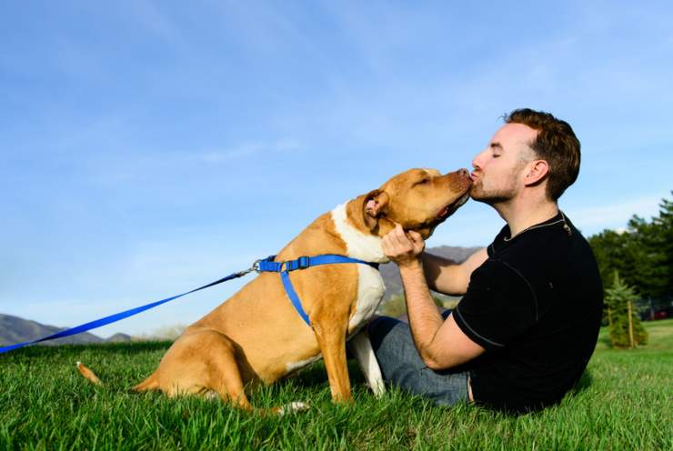 baciare il cane