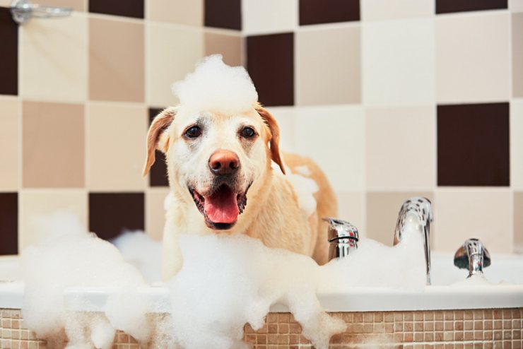 frquenza bagno al cane