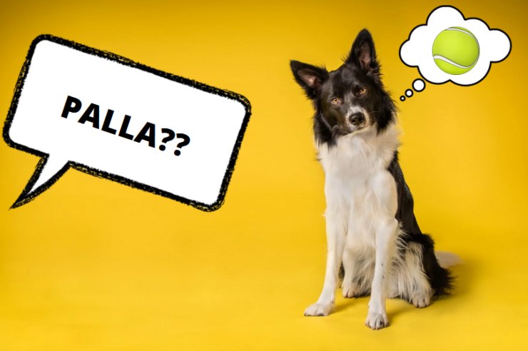 border collie riconosce le parole