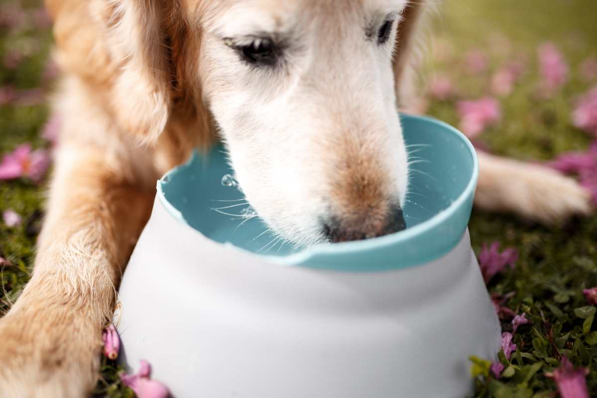 cane: quanta acqua deve bere 