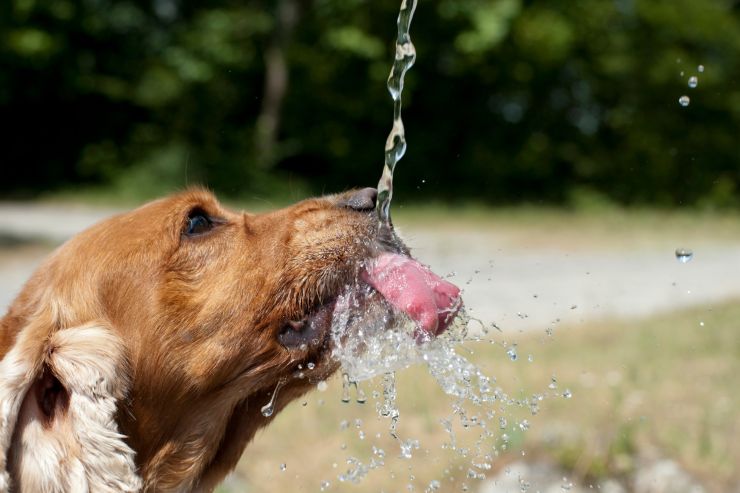 cane beve tanta acqua motivi nascosti