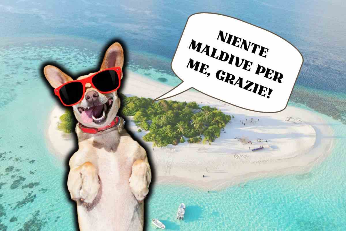 Perché i cane non vanno alle Maldive