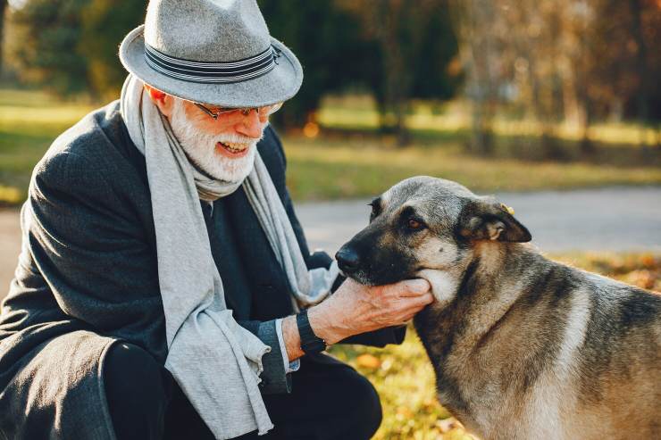 cane, quando diventa anziano? dimentica la regola dei 7 anni