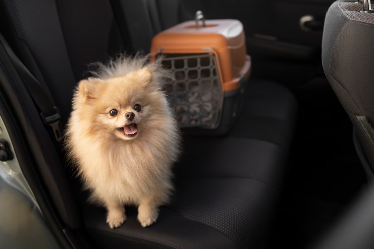 cane dimenticato nell'auto 