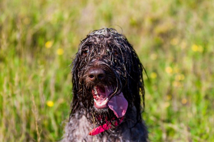 cattivo odore pelo cane dopo il bagnetto