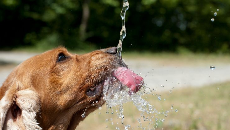 cane: quanta acqua necessita di bere per stare in salute