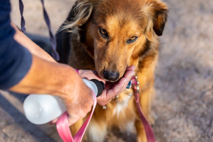 perché cane beve tanta acqua