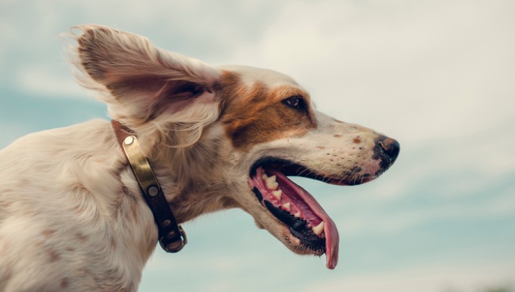 Non si potrà più portare il cane con il collare