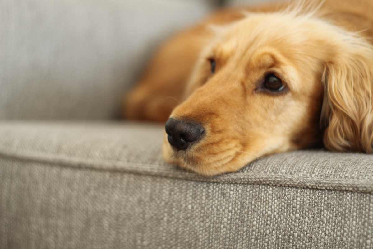 Cane sul divano