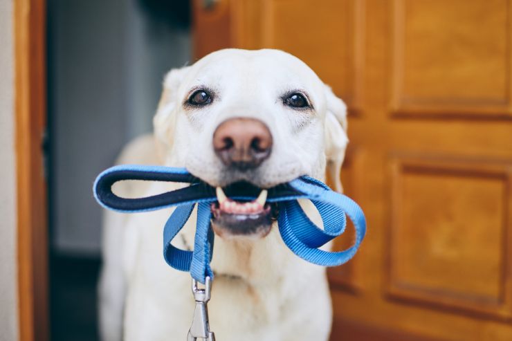 5 trucchi passeggiata con il cane