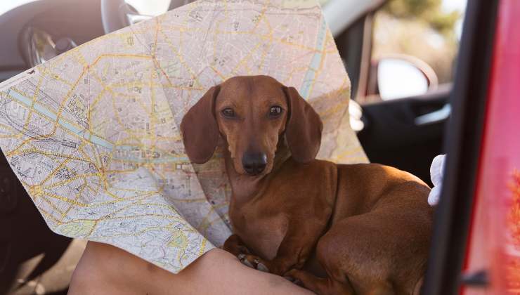 Cosa sapere quando si porta il proprio cane in vacanza