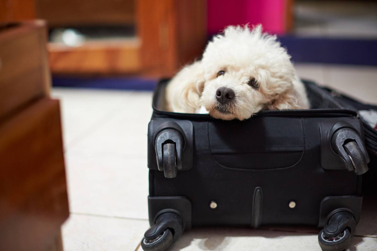 lasciare cane in pensione: consigli 