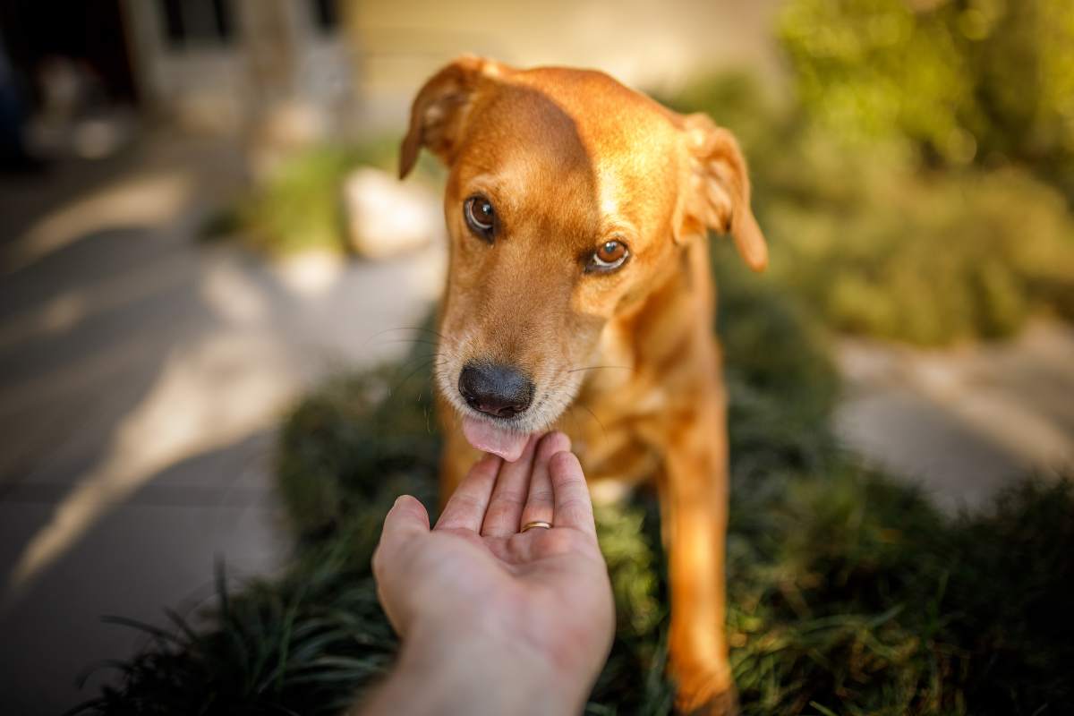 cane lecca continuamente cosa fare