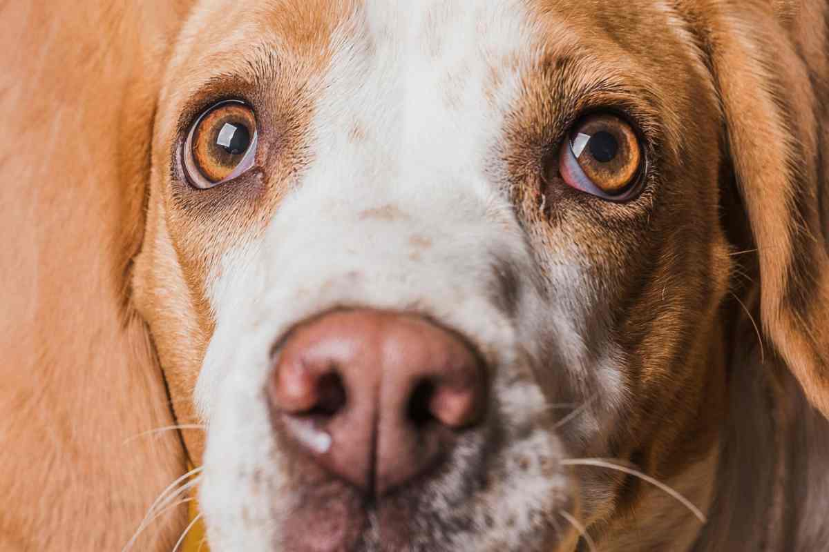 orribile incidente per un cane