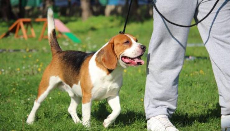 Cane e padrone hanno rischiato la vita a Sanremo