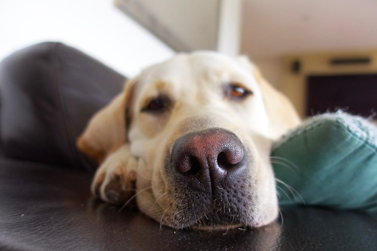 cane che sbuffa perché