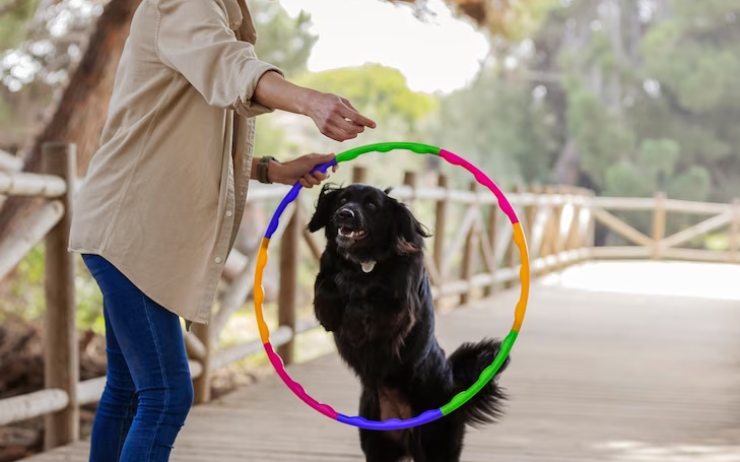 come funzionano gli asili per cani e quanto costano