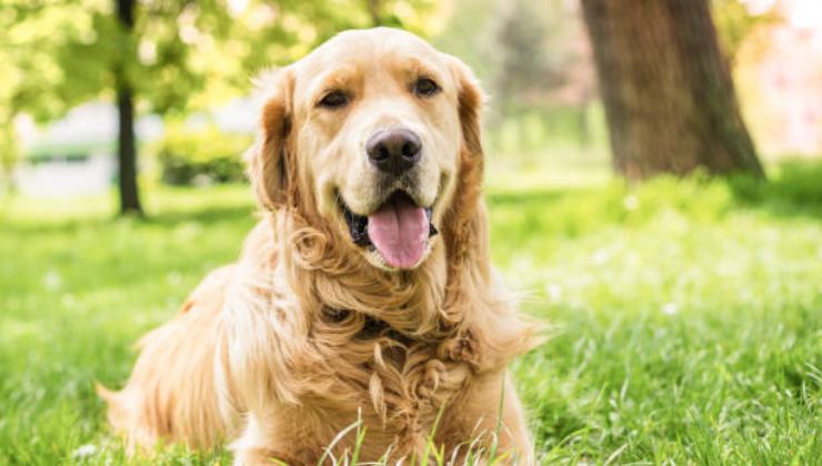 Cane non smette di sorridere dopo essere stato salvato