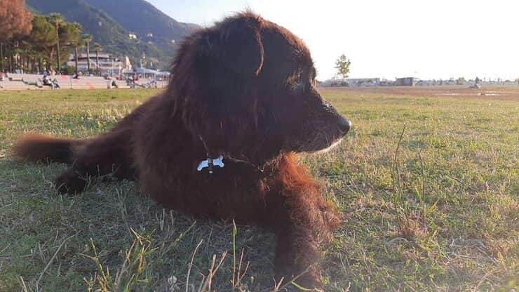 Il cane sindaco ci ha lasciato per sempre