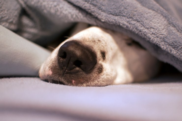 cane dormire sul letto con noi