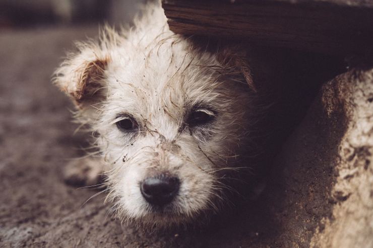 lager dei cani a Novara: cosa è successo