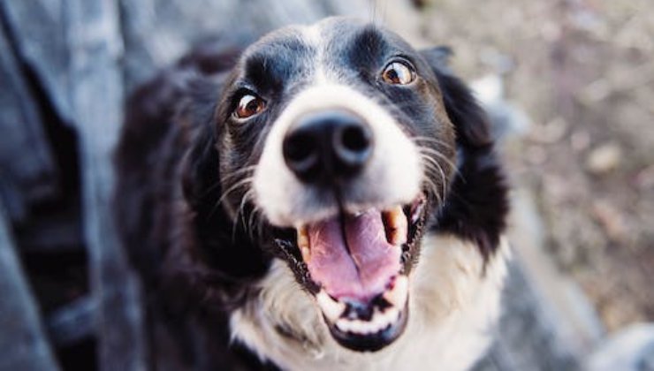 Come cambia il carattere del cane dopo la sterilizzazione