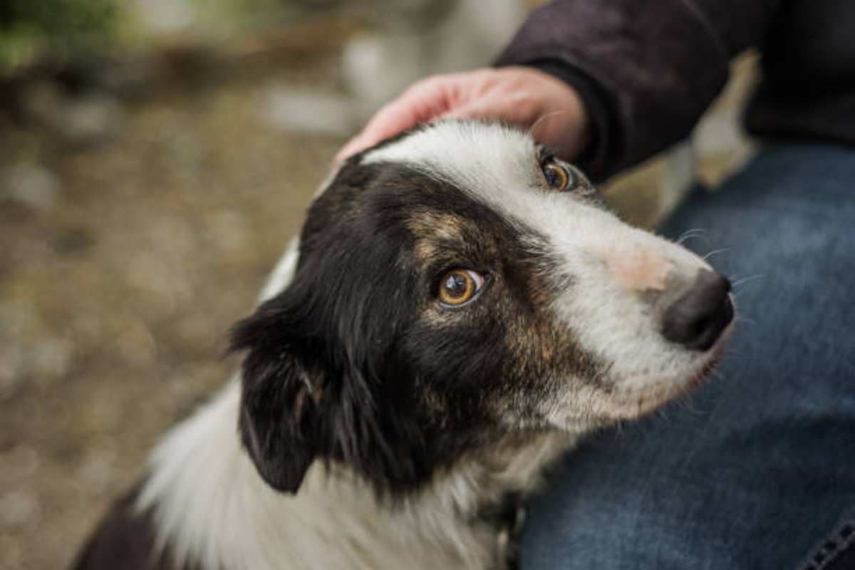 Come cambia il carattere del cane dopo la sterilizzazione