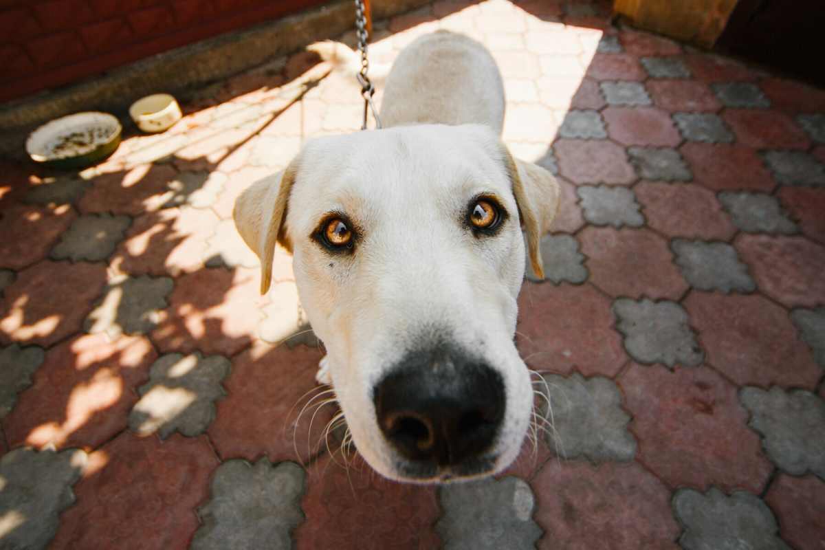 naso del cane cambia colore, come fare