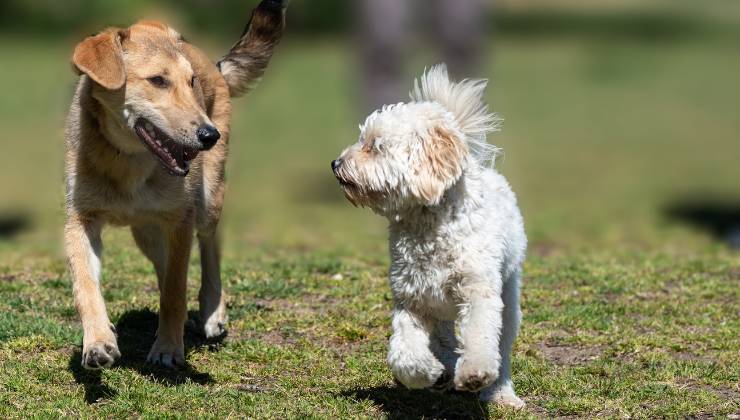 Cani: i sei rischi da cui tutelarli in estate