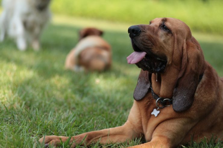 lasciare cane in pensione suggerimenti