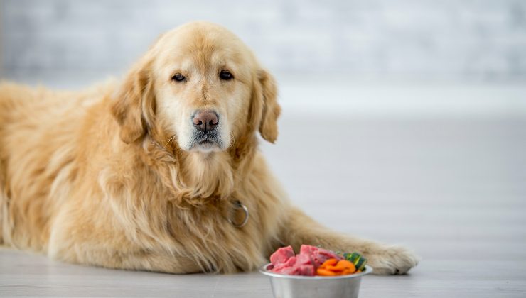 Cani, i cibi che potrebbero costituire veleno per loro