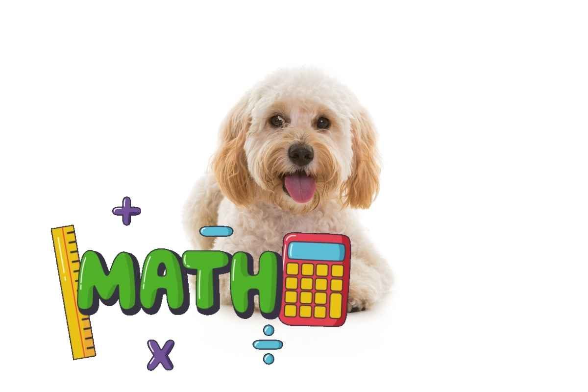 cockapoo matematica