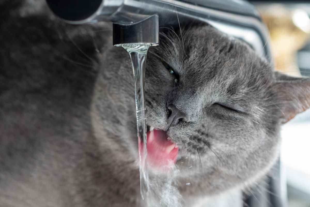 Colpo di caldo cane e gatti